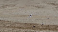 Chroicocephalus maculipennis