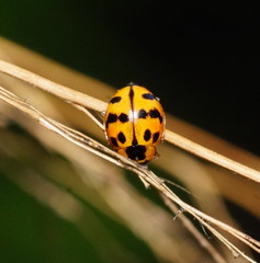 Harmonia octomaculata
