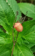 Graphosoma italicum italicum