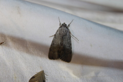 Catocala sordida