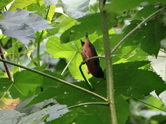 Diglossa baritula