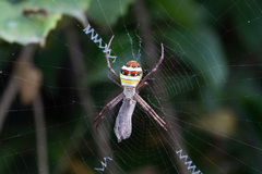 Argiope