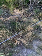 Trichloris pluriflora