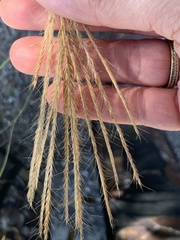 Trichloris pluriflora