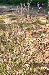 Verbena brasiliensis