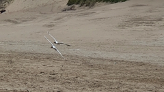 Chroicocephalus maculipennis