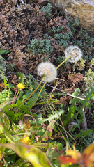 Taraxacum