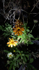 Calendula officinalis