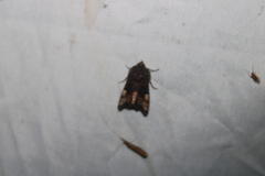 Euplexia benesimilis