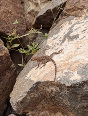 Sceloporus merriami