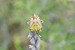 Carpocoris pudicus
