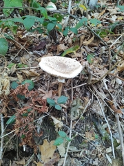 Macrolepiota procera