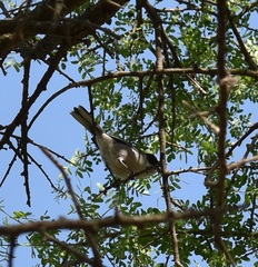 Polioptila dumicola