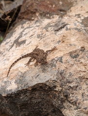 Sceloporus merriami