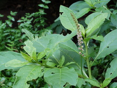Phytolacca icosandra