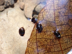 Lacconectus formosanus