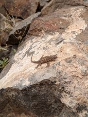 Sceloporus merriami