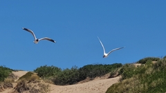 Chroicocephalus maculipennis