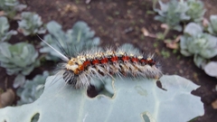 Acronicta insularis