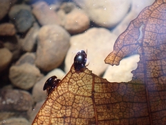 Lacconectus formosanus