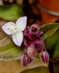 Tradescantia cerinthoides