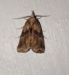 Plusiodonta compressipalpis