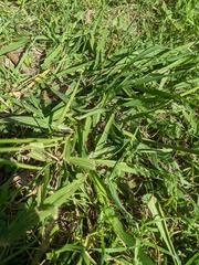 Paspalum dilatatum