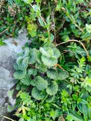 Teucrium pyrenaicum