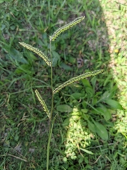 Paspalum dilatatum