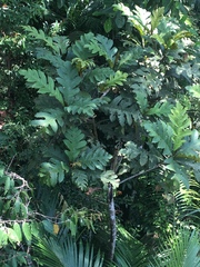 Artocarpus