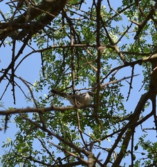 Polioptila dumicola