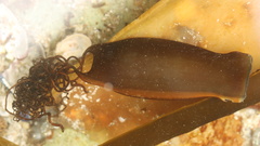 Haploblepharus pictus