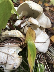 Albatrellus