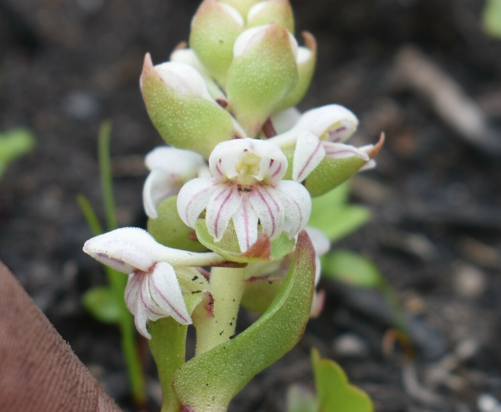 Satyrium pygmaeum