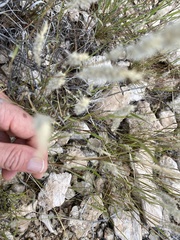 Enneapogon desvauxii