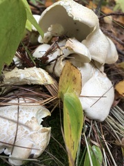 Albatrellus