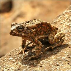Sclerophrys gutturalis