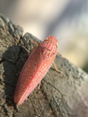 Gyponana gladia