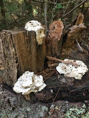 Fuscopostia fragilis