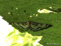 Anania hortulata