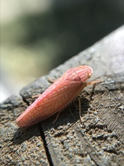 Gyponana gladia