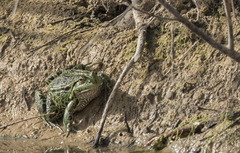 Pelophylax saharicus