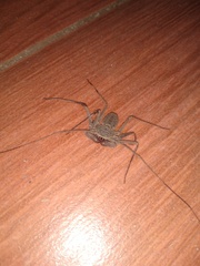 Phrynus operculatus