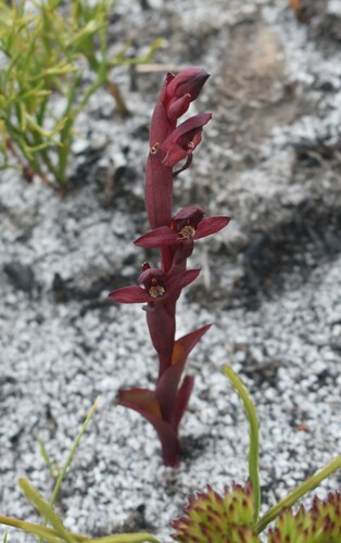 Image of Disa ophrydea by (c) Justin Ponder, some rights reserved (CC BY)