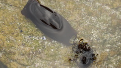 Haploblepharus pictus