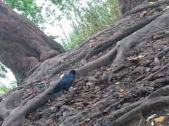 Corvus