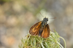 Thymelicus acteon