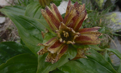 Gentiana punctata