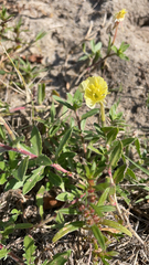 Oenothera laciniata