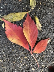 Parthenocissus quinquefolia